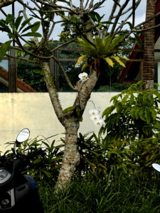 lily ubud bali living like im dying