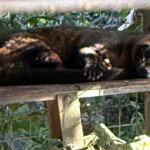 living like im dying luwak live