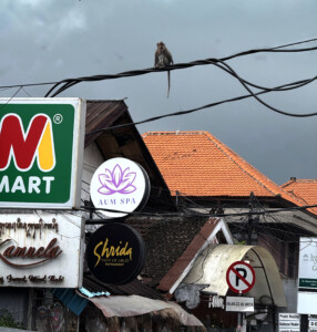 living like im dying monkey from above