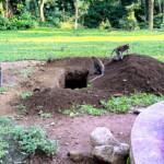 living like im dying monkey grave