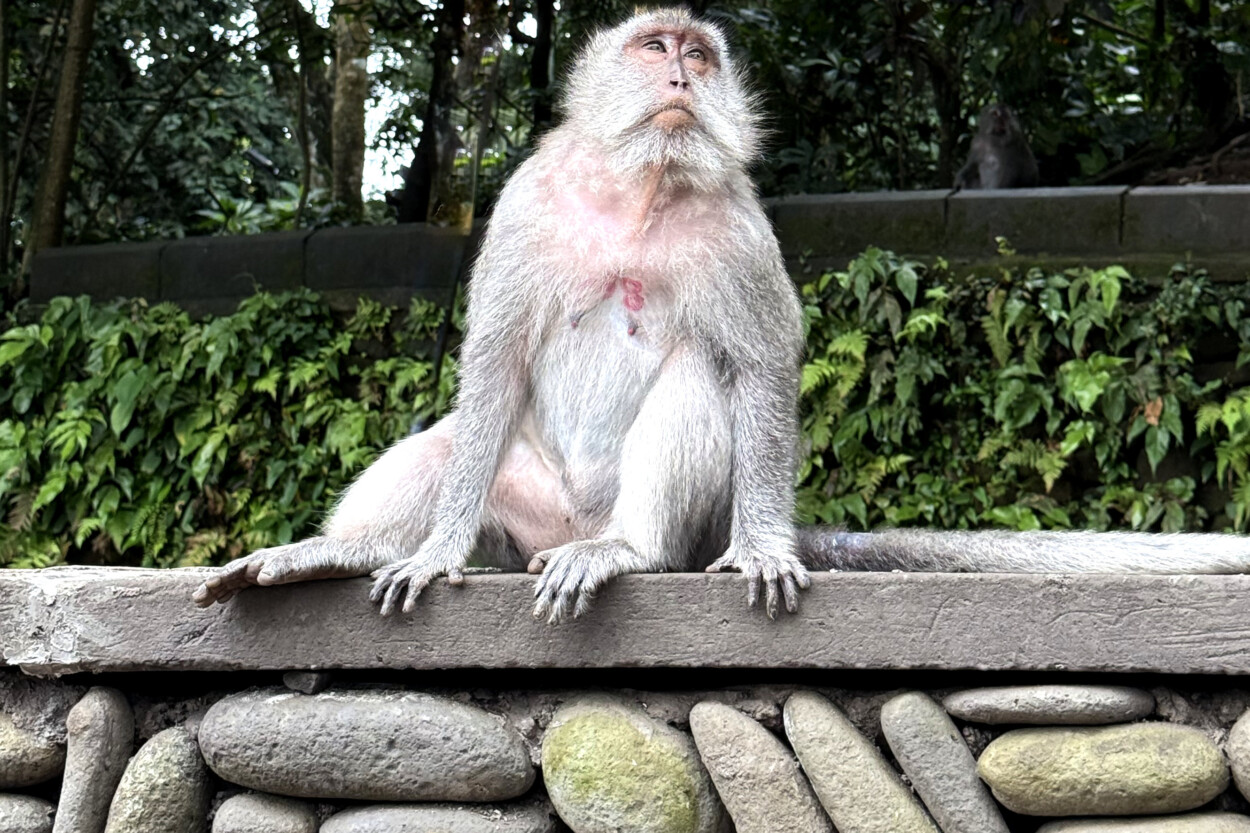 living like im dying old monkey