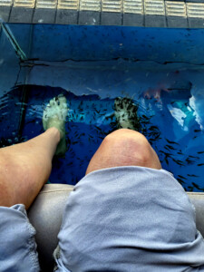 living like im dying ubud fish eating