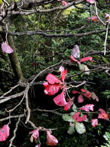 monkey tree bali monkey forest living like im dying