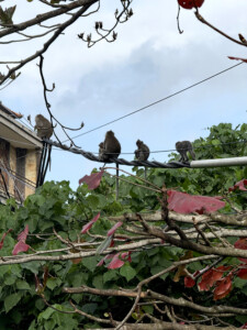 monkeys in a line living like im dying