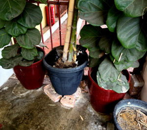 living like im dying kitties in a pot penang