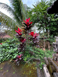 living like im dying plant putu