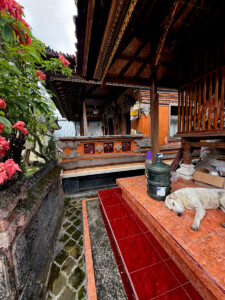 living like im dying putu dog