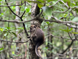 living like im dying baby monkey mangroves langkwai