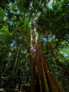 living like im dying big trees seven wells waterfall