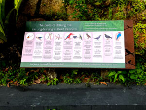 living like im dying birds of penang