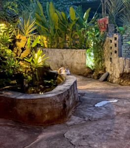 living like im dying coconut cat langkwai