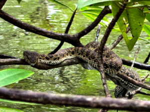 living like im dying dog faced water snake mangores langkwai
