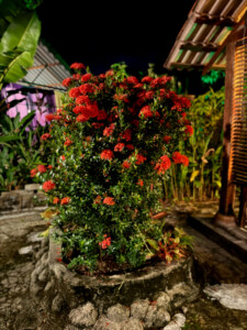 living like im dying flowers entry coconut langkawi