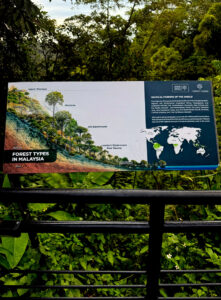 living like im dying forest types penang hill malaysia