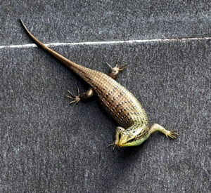 living like im dying handsome boy penang hills