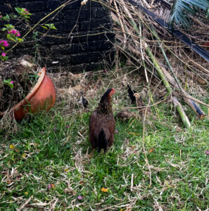 living like im dying hen chicks langkawi