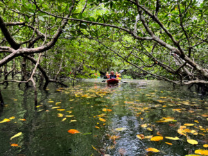 living like im dying kayak langkwai