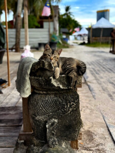 living like im dying kiity bar lankawi