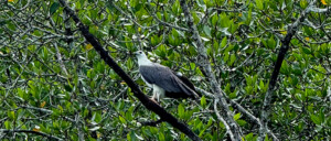 living like im dying langwai eagle