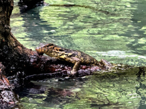 living like im dying monitor lizard langkawi malaysia