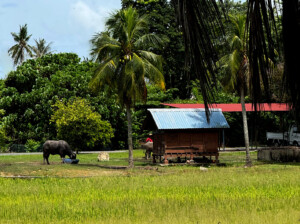 living like im dying ox langkwai