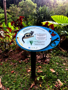 living like im dying palm civet penang hills habitat