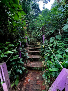 living like im dying purple penang steps