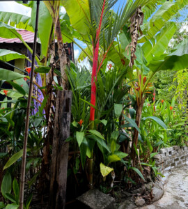 living like im dying red palm coconut langkwai malaysia