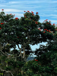 living like im dying red tree penang hill