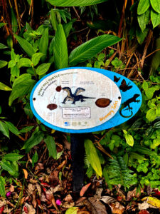 living like im dying spiny hill turtle habitat