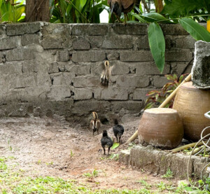 living like im dying teen chicks langkawi