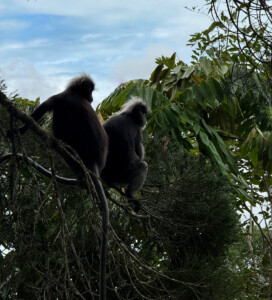 penang hill dusky langur living like im dying
