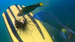 living like im dying blue sabah fish