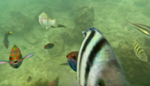 living like im dying funny fish