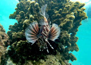 living like im dying lionfish2 sabah