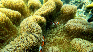 living like im dying nemo sabah