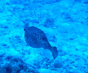 living like im dying puffy fish