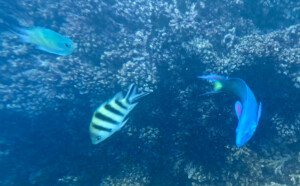 living like im dying sabah snorkeling