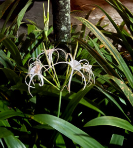 living like im dying white spider lily borneo