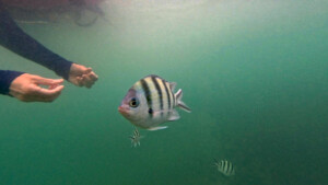 living like im dying zebra sabah