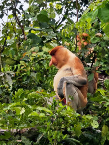 living like im dying big fellow probocscis monkey