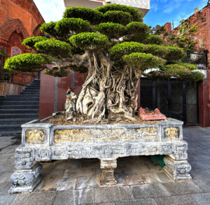 Christmas in the Upside Down 16 living like im dying bonsai tree quy nhon