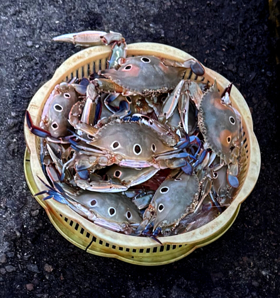 Christmas in the Upside Down