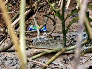 living like im dying croc sabah borneo