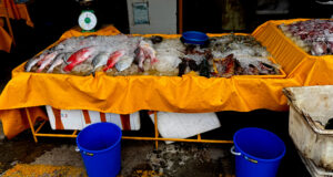 living like im dying fresh fish sabah jetty