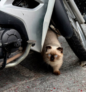 Christmas in the Upside Down 12 living like im dying pretty kitty quy nhon