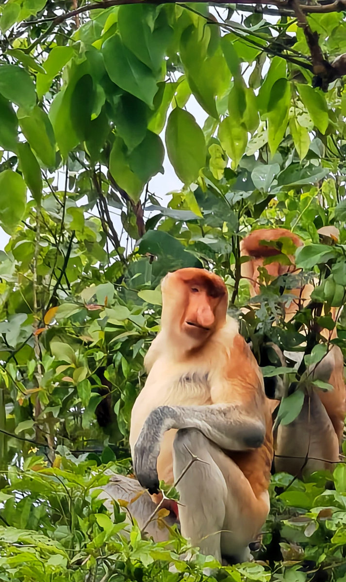 visa chaos and proboscis monkey