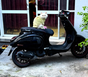 Christmas in the Upside Down 7 living like im dying vespa kitty quy nhon