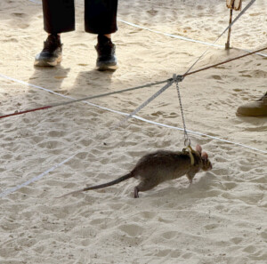 Angkor Wat, Landmines, and the Hero Rats of Cambodia 8 living like im dying hero rat action siem reap