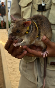 Angkor Wat, Landmines, and the Hero Rats of Cambodia 6 living like im dying hero rat siem reap